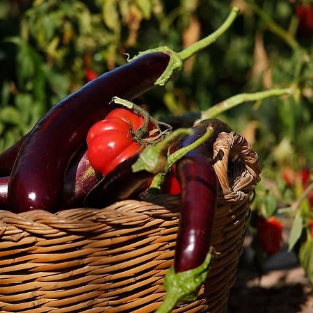 Les Quimeres Falset Δωμάτιο φωτογραφία